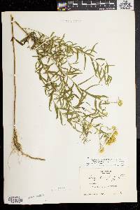 Solidago graminifolia image