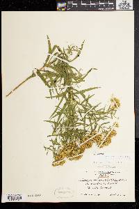 Solidago graminifolia image