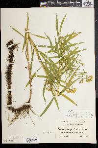 Solidago graminifolia var. nuttallii image