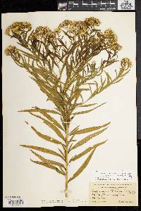 Solidago graminifolia image