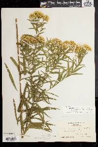 Solidago graminifolia image