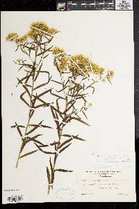 Solidago graminifolia var. nuttallii image