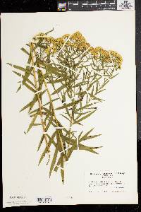 Solidago graminifolia image