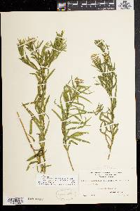 Solidago graminifolia var. nuttallii image