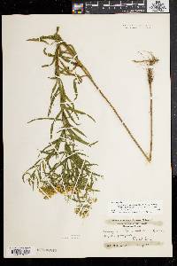 Solidago graminifolia image