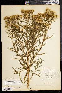 Solidago graminifolia var. nuttallii image