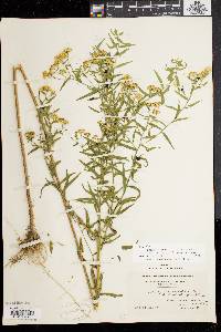 Solidago graminifolia var. nuttallii image