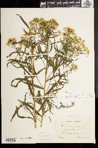 Solidago graminifolia image