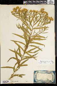 Solidago graminifolia image