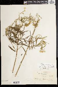 Solidago graminifolia image