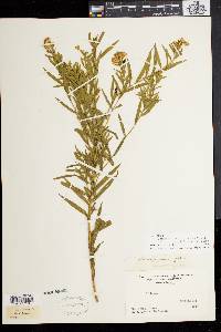 Solidago graminifolia image