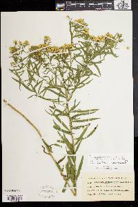 Solidago graminifolia image