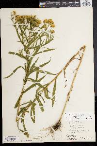 Solidago graminifolia var. nuttallii image