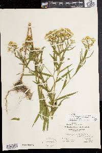 Solidago graminifolia image