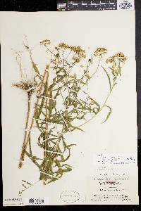 Solidago graminifolia image