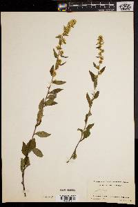 Solidago monticola image