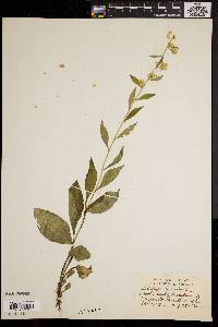 Solidago monticola image