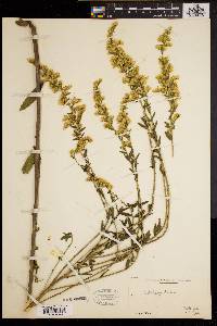 Solidago nashii image