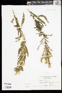 Solidago sempervirens image