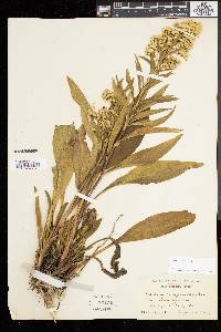 Solidago sempervirens image