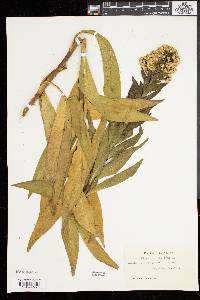 Solidago sempervirens image