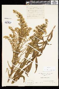 Solidago sempervirens image