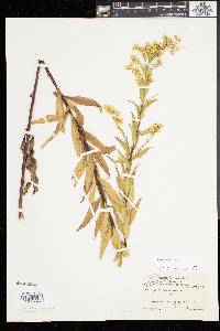 Solidago sempervirens image