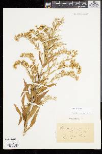 Solidago sempervirens image