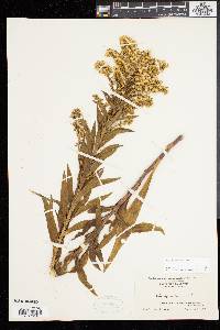 Solidago sempervirens image