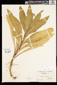 Solidago sempervirens image