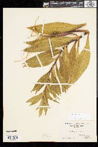 Solidago sempervirens image