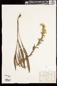 Solidago sempervirens image