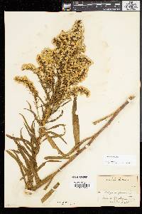 Solidago sempervirens image