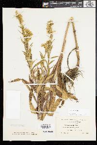 Solidago sempervirens image