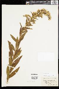 Solidago sempervirens image