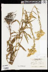 Solidago sempervirens image