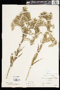 Solidago sempervirens image