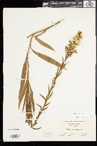 Solidago sempervirens image