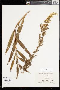 Solidago sempervirens image