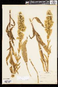 Solidago sempervirens image