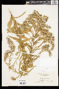 Solidago sempervirens image