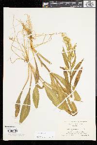 Solidago sempervirens image