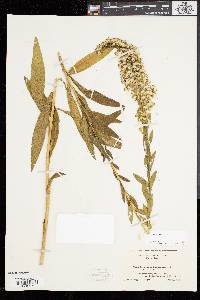 Solidago sempervirens image