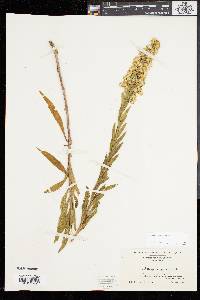 Solidago sempervirens image