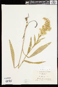 Solidago sempervirens image