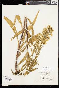 Solidago sempervirens image