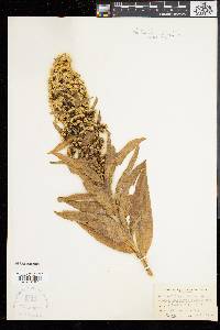 Solidago sempervirens image