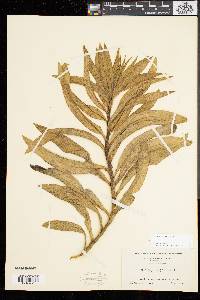 Solidago sempervirens image