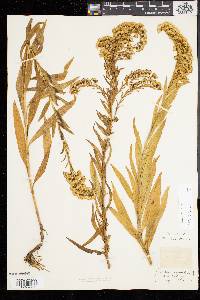 Solidago sempervirens image