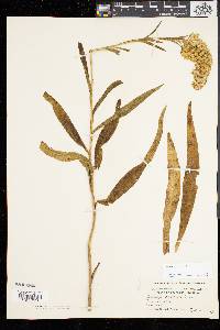 Solidago sempervirens image